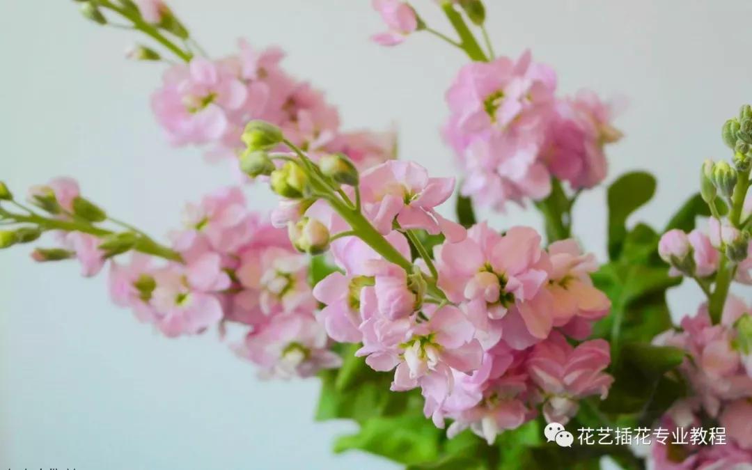 「花艺知识」50种常见花材的花语~（建议收藏）