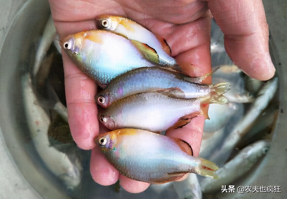 十几元一斤的鱼当地人却拿来喂猪,野生垃圾鱼