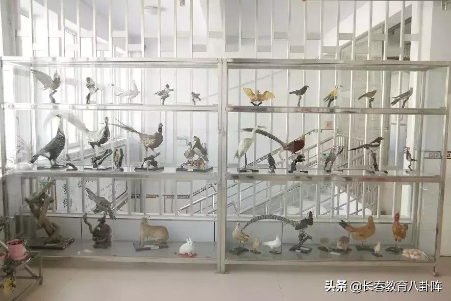 长春全日制北方教育哪个校区好,长春外国语学校里面环境