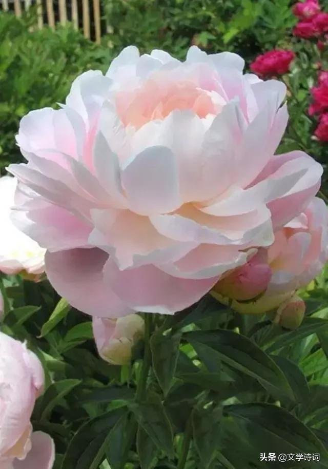 赞美牡丹花开时节动京城的诗句,牡丹诗词名句精选唯有牡丹真国色