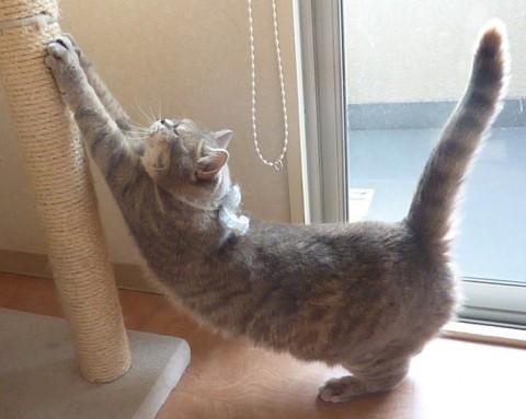 铲屎官做到这7点猫咪越养越干净,猫咪的健康是铲屎官最担心的事