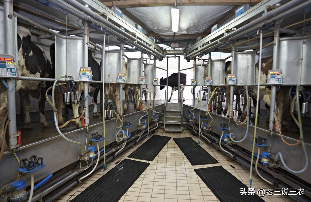 山西大哥养30头牛,山西大哥养牛