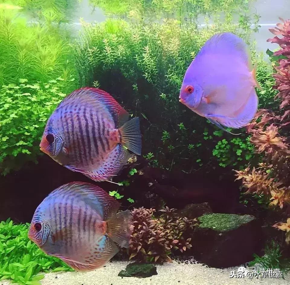 七彩神仙鱼水族箱布景,七彩神仙鱼苗繁殖技术