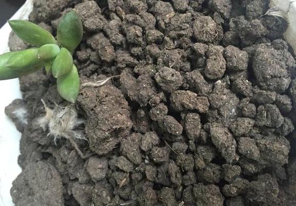 盆栽花灌根施肥的正确方法,怎样使盆栽花卉多发新根