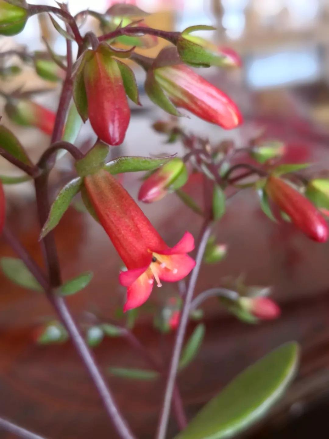 长寿花，寓意好、开花漂亮，花期长，品种多达300个