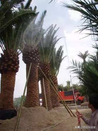 小区绿化日常养护工作内容,小区绿化养护多少钱一个平方