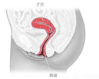 辟谣:阴道益生菌可以让女性阴道缩紧吗?(#清风计划#)