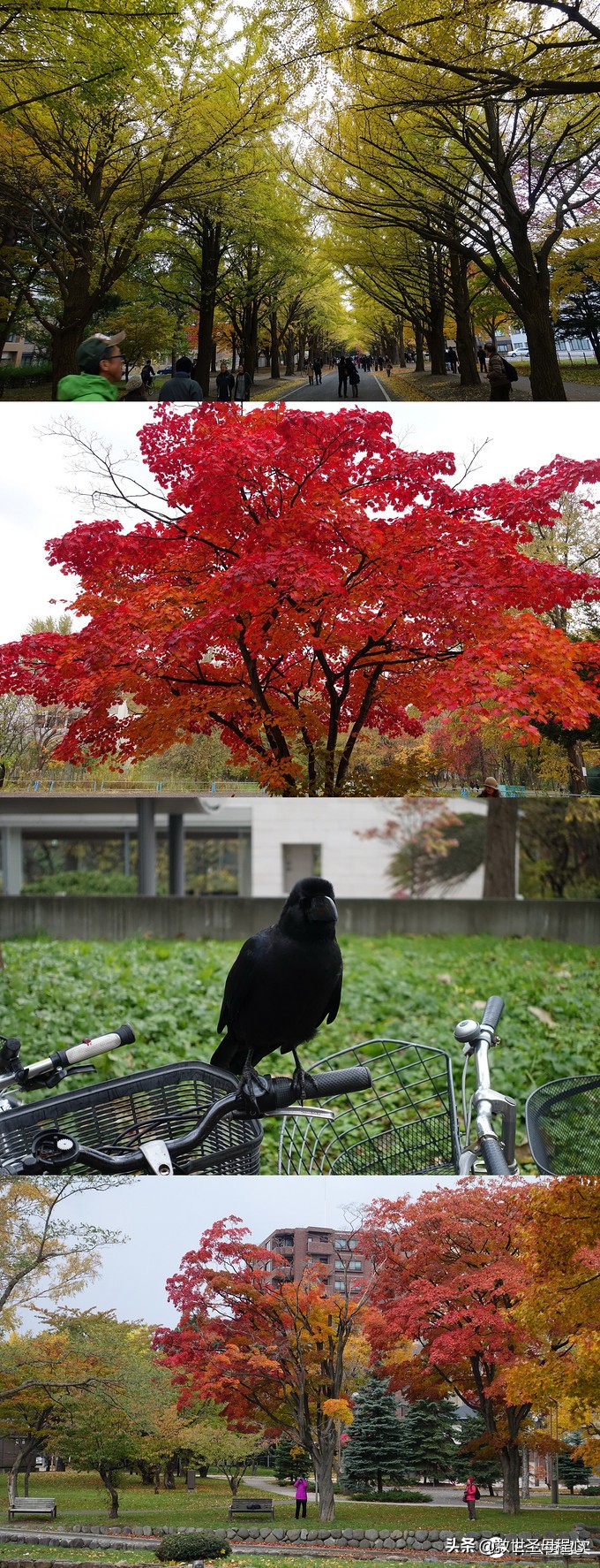 日本旅游工资流水单什么样,日本流水账式旅行