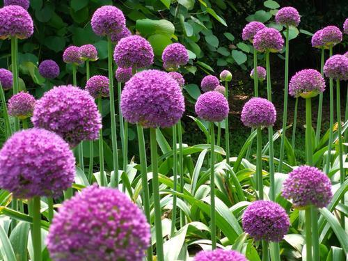 大花葱生出特别小的球能开花吗,大葱开的花就是种子吗