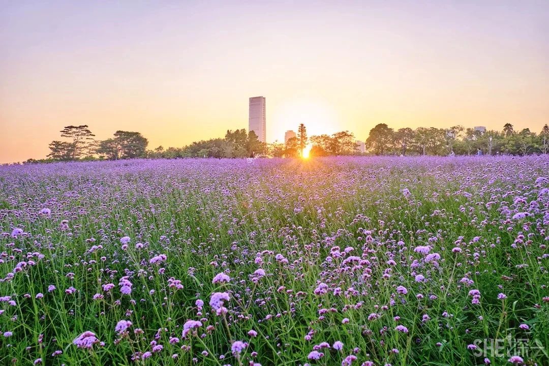 深圳周末带孩子免费游玩好去处,2021深圳免费适合遛娃玩地方排名