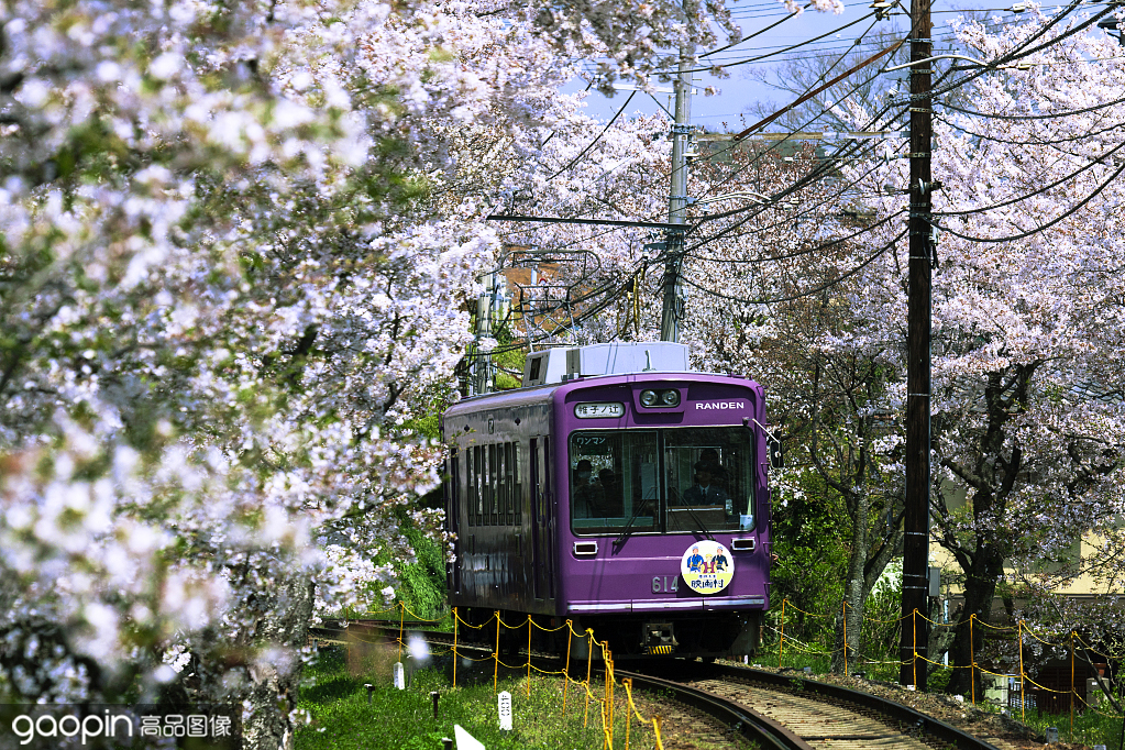 樱花季京都樱花,京都樱花季节是什么时候