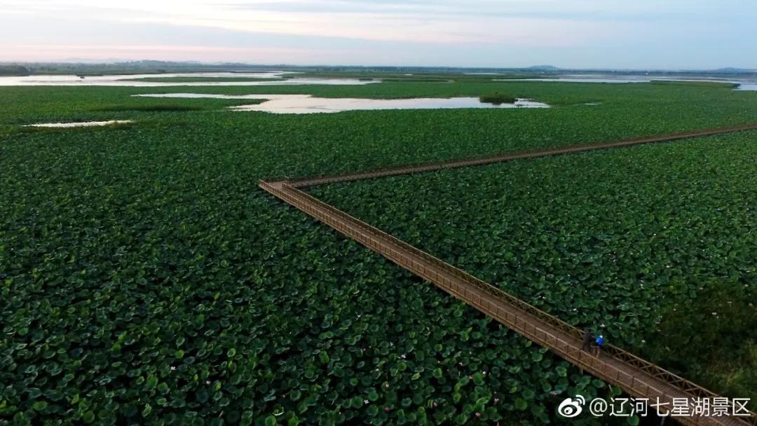 沈阳荷花花海,沈阳周边赏荷花