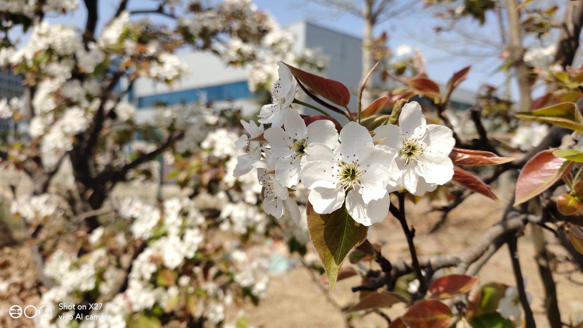 vivox27搭配零界全面屏设计,vivo最美旗舰手机x27全方面解析