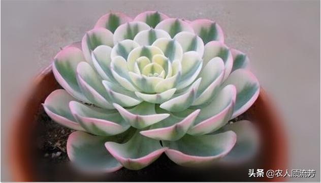 多肉植物玉蝶锦和富士有什么区别,多肉植物玉蝶的养殖方法与管理