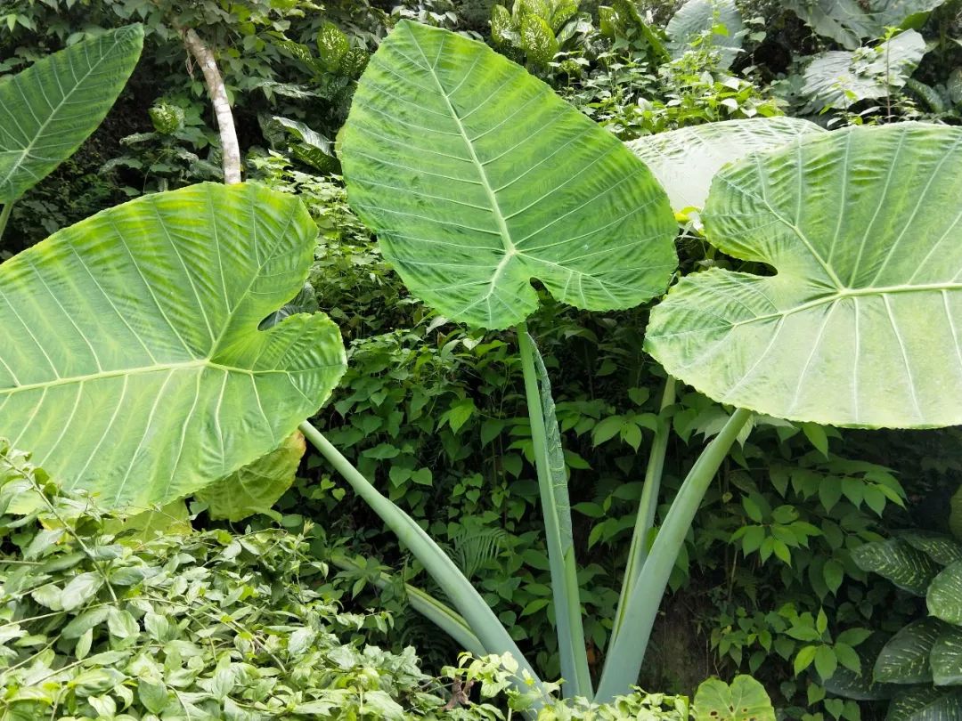 袁金奎老师国画作品欣赏,袁金奎写意花鸟画作品