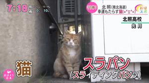 濒临解散的足球队，因一只流浪猫登上足坛奇迹，原因离奇让人感动