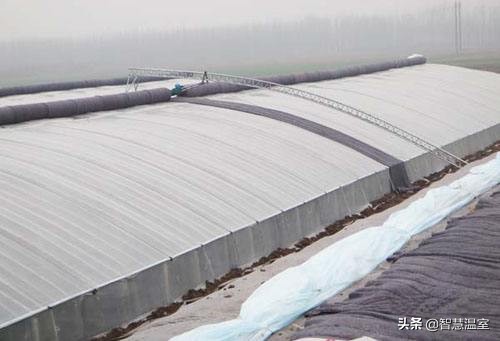 盘点温室大棚的优缺点，看看哪个类型适合你