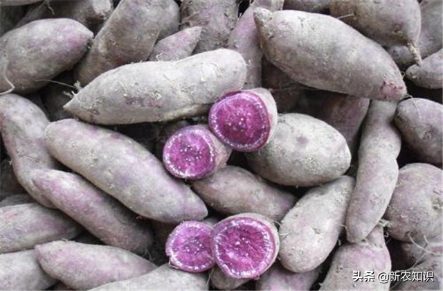 紫薯种植技术三大忌,紫薯夏季可以种植吗