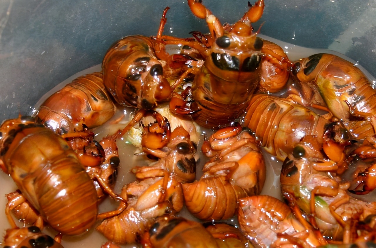 知了猴吃多了对身体有坏处吗,吃知了猴对身体好不好