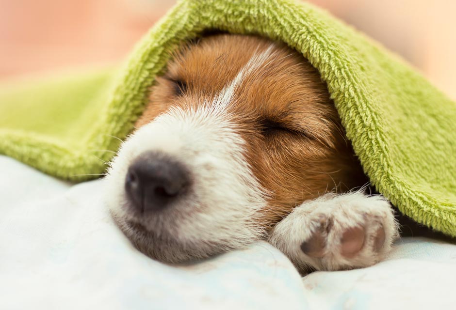 老年犬死亡率高的几种病,老年犬突然死亡什么原因