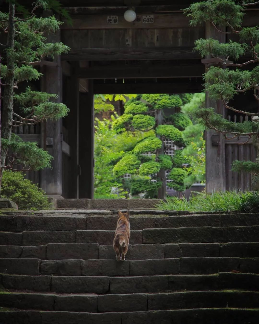 日本长野县旅行,日本长野赏樱旅游攻略