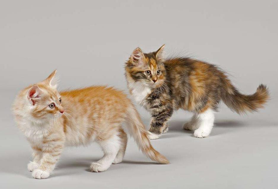 超级好用猫咪洗澡神器,猫咪洗澡神器打泡器