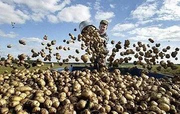 马铃薯种子腐烂的原因有哪些,马铃薯出苗后母薯腐烂正常吗