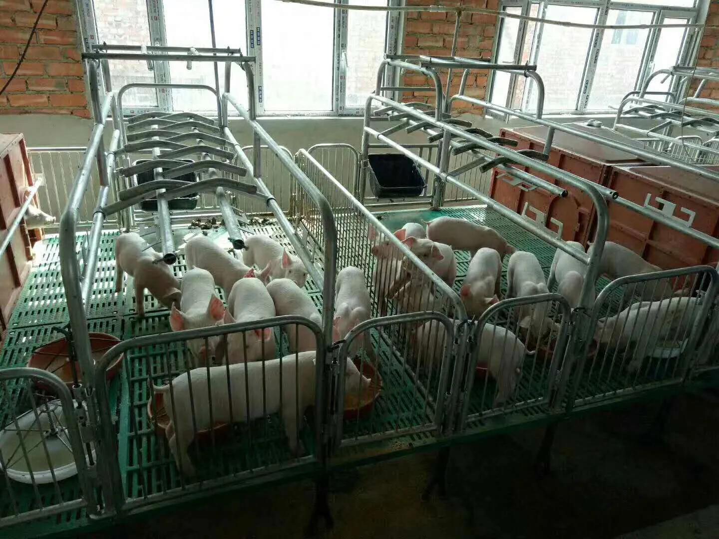 母猪产床限位栏保育床,北京母猪产床限位栏批发