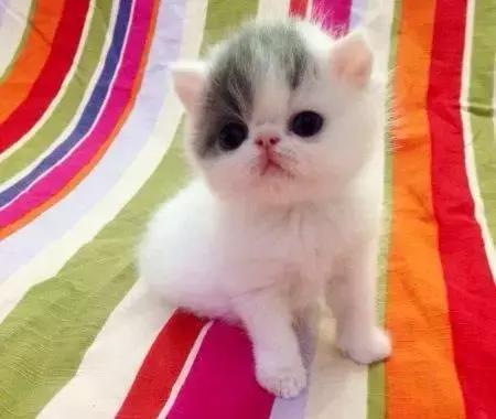 铲屎官都是怎么照顾幼猫大便的,30条新手养猫注意事项铲屎官必看