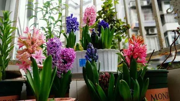 开过的风信子怎么处理,开过花的风信子怎么留种子