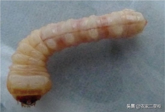 设施甜樱桃花期管理,樱桃种植技术及病虫害防治