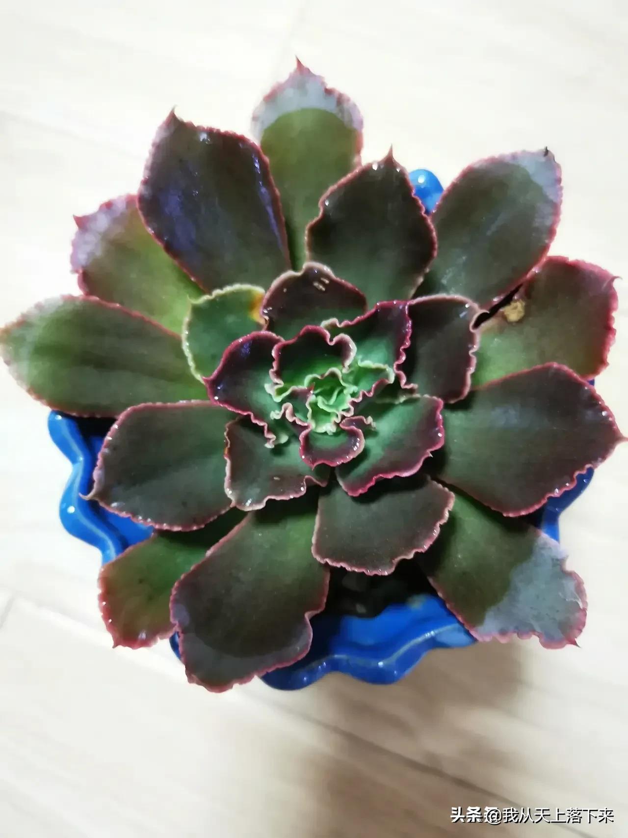 89种常见多肉植物品种图，实物拍摄，还不认识的小伙伴赶紧收藏好