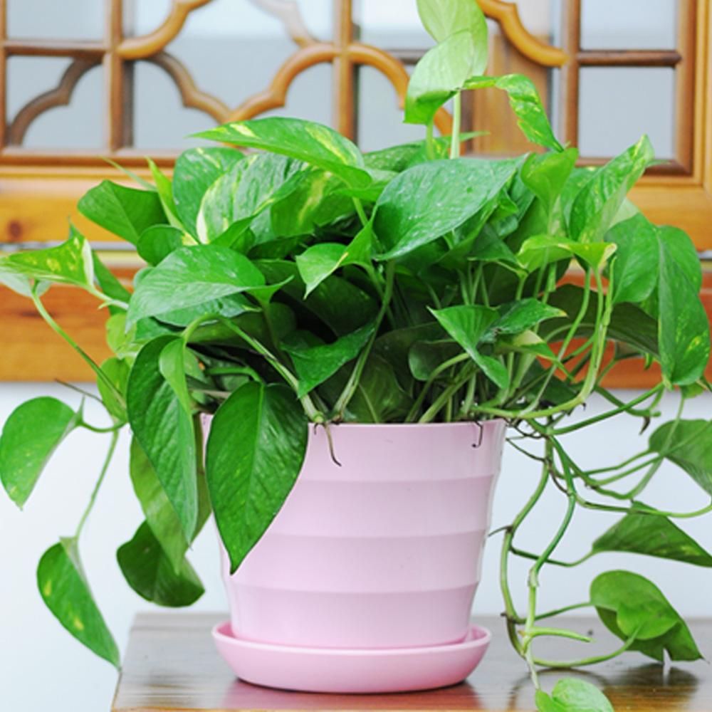 办公室适合吸甲醛的植物,办公室除甲醛的植物哪些最好