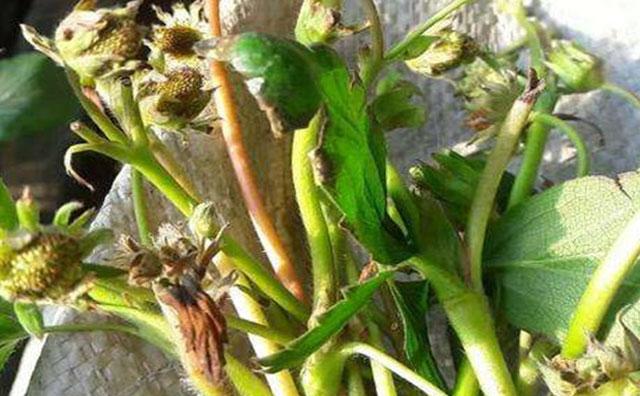 草莓打药后出现僵果怎么办,草莓控旺严重造成僵果怎么办