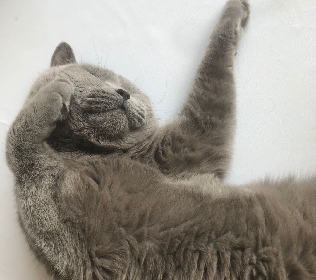 猫咪怎么教小猫咪踩奶,为什么猫咪学不会上马桶