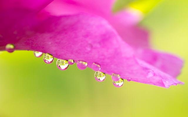 “自古风流芍药花”的风情月意