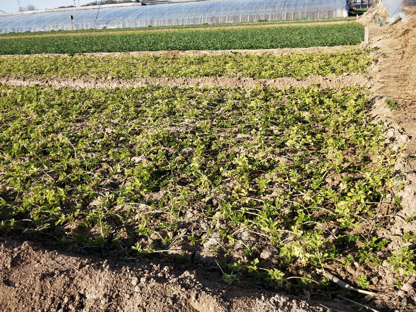 芹菜后期怎么才能长势好又壮,芹菜为什么栽不活