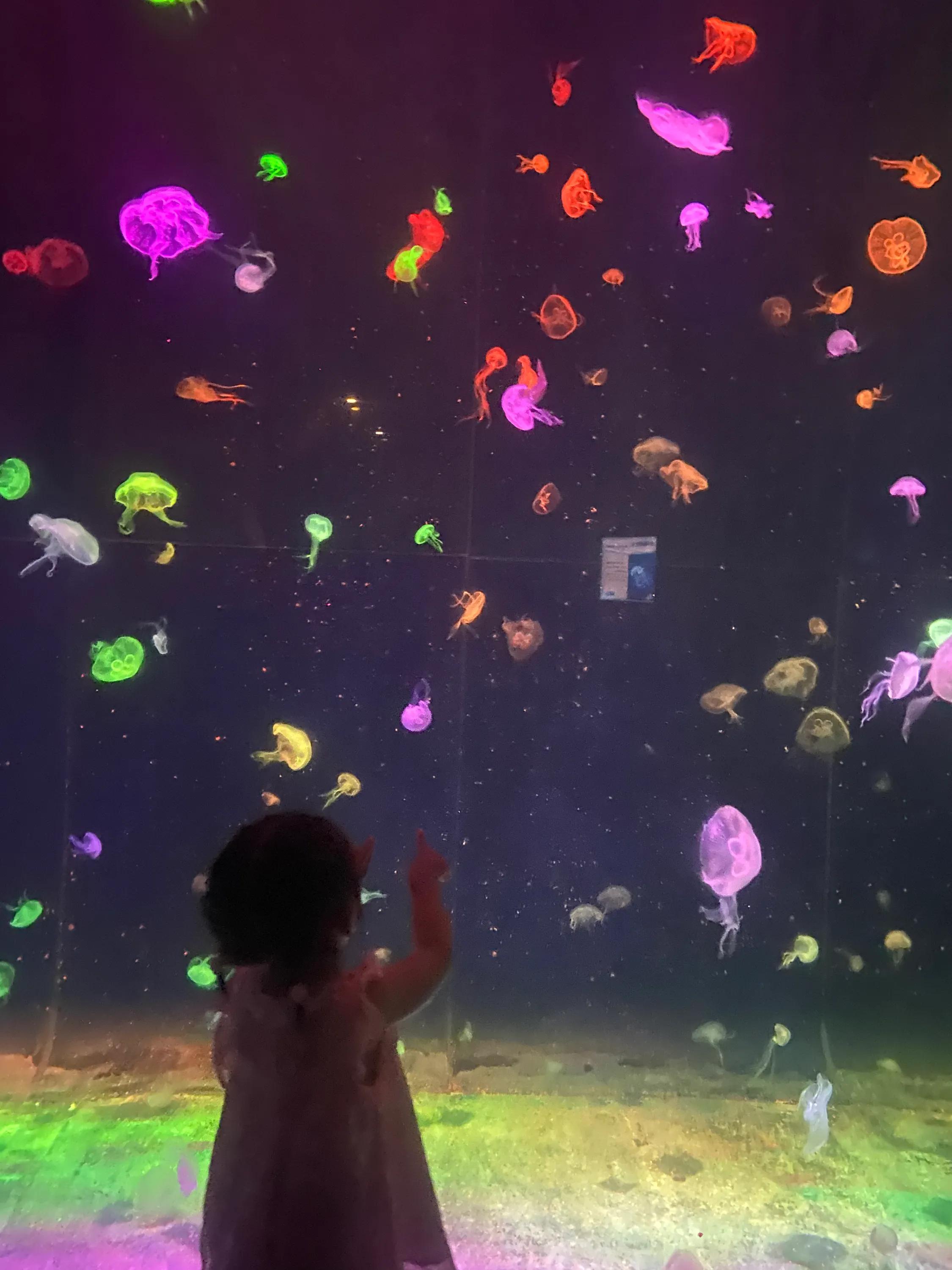 超详细珠海长隆海洋王国攻略,珠海长隆海洋王国攻略最新图片