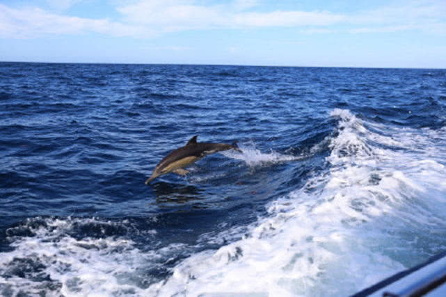 在澳洲的生活是一种怎样的体验：这边的人很懒，非常喜欢钓鱼