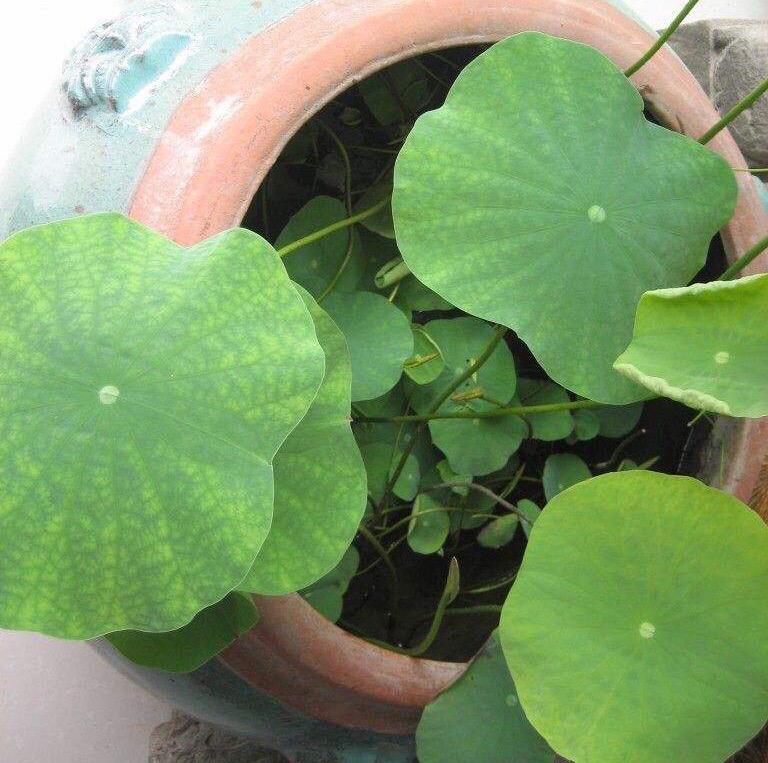 庭院养殖荷花怎么才能开花,有院子养什么花