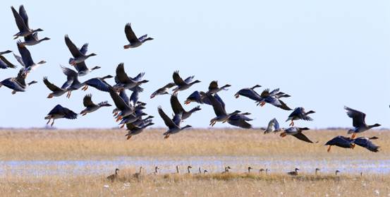 大雁落难辽宁,精疲力尽在高速上贴地飞行,是掉队了吗?
