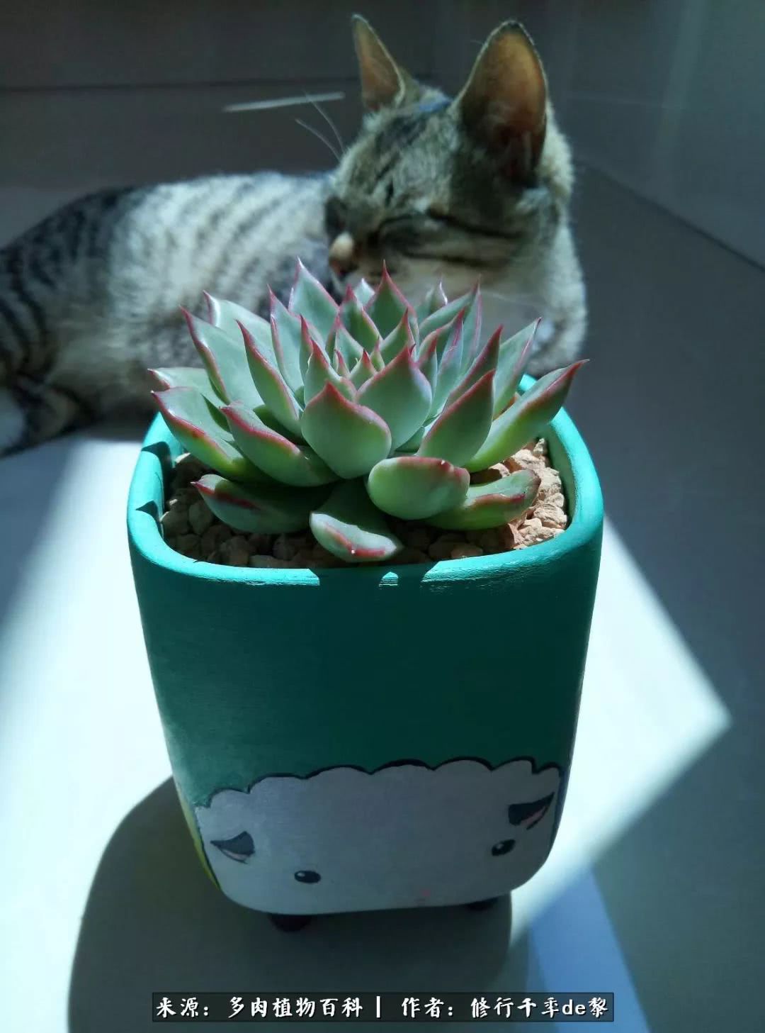 鱼和熊掌不可兼得自由和爱情,鱼和熊掌不可兼得胖和丑如影随形