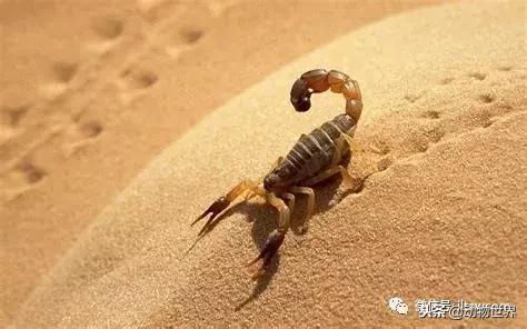 蝎子的全名叫什么,蝎子百科全书