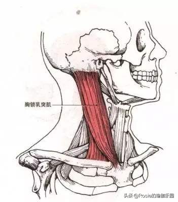 咬肌大双下巴法令纹,消除双下巴和颈纹紧致下颚线