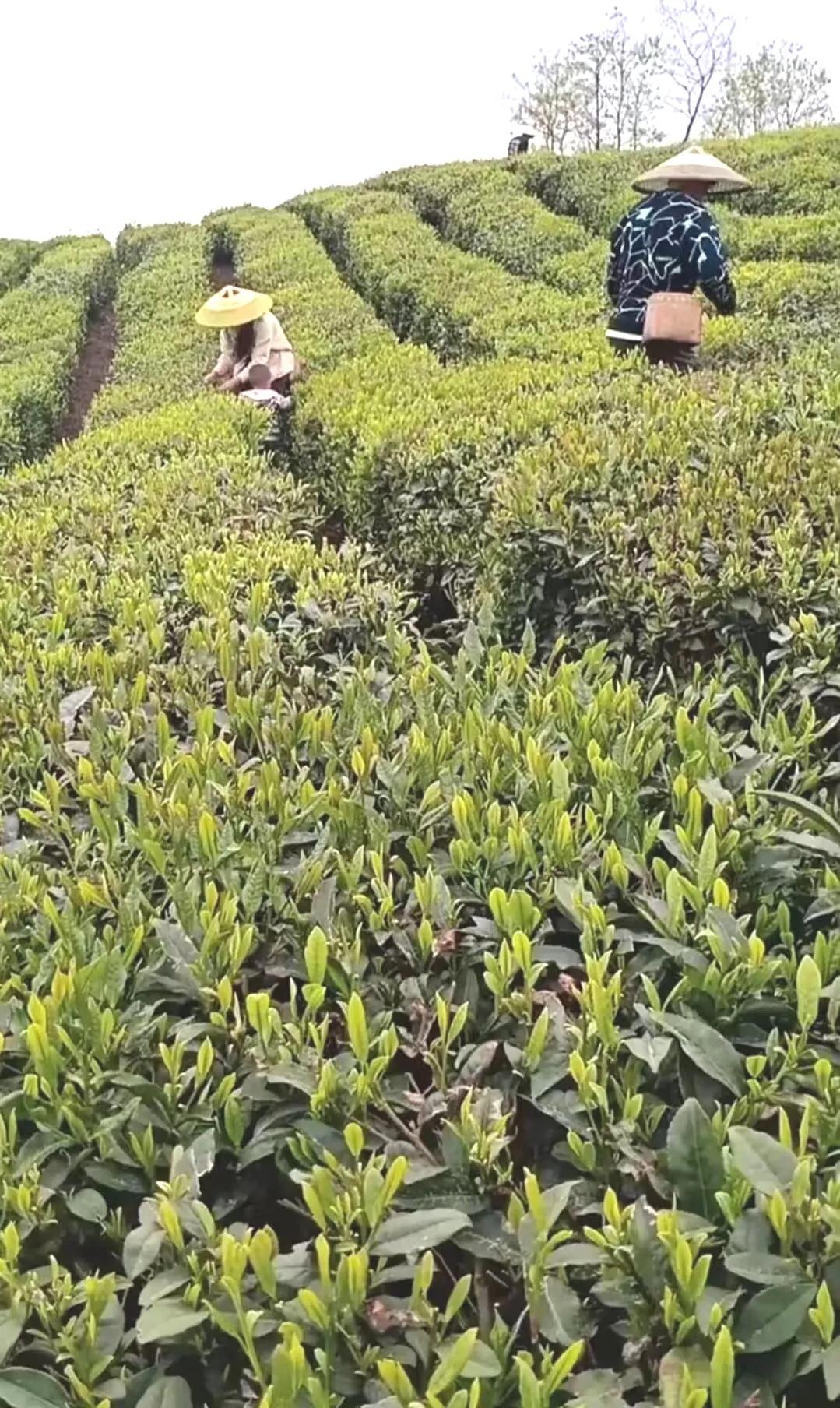 母亲节一杯暖茶敬母爱,母亲节一支康乃馨花束