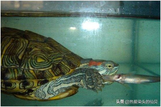 新手养龟一般多久换水,养龟要多久换水一次最好