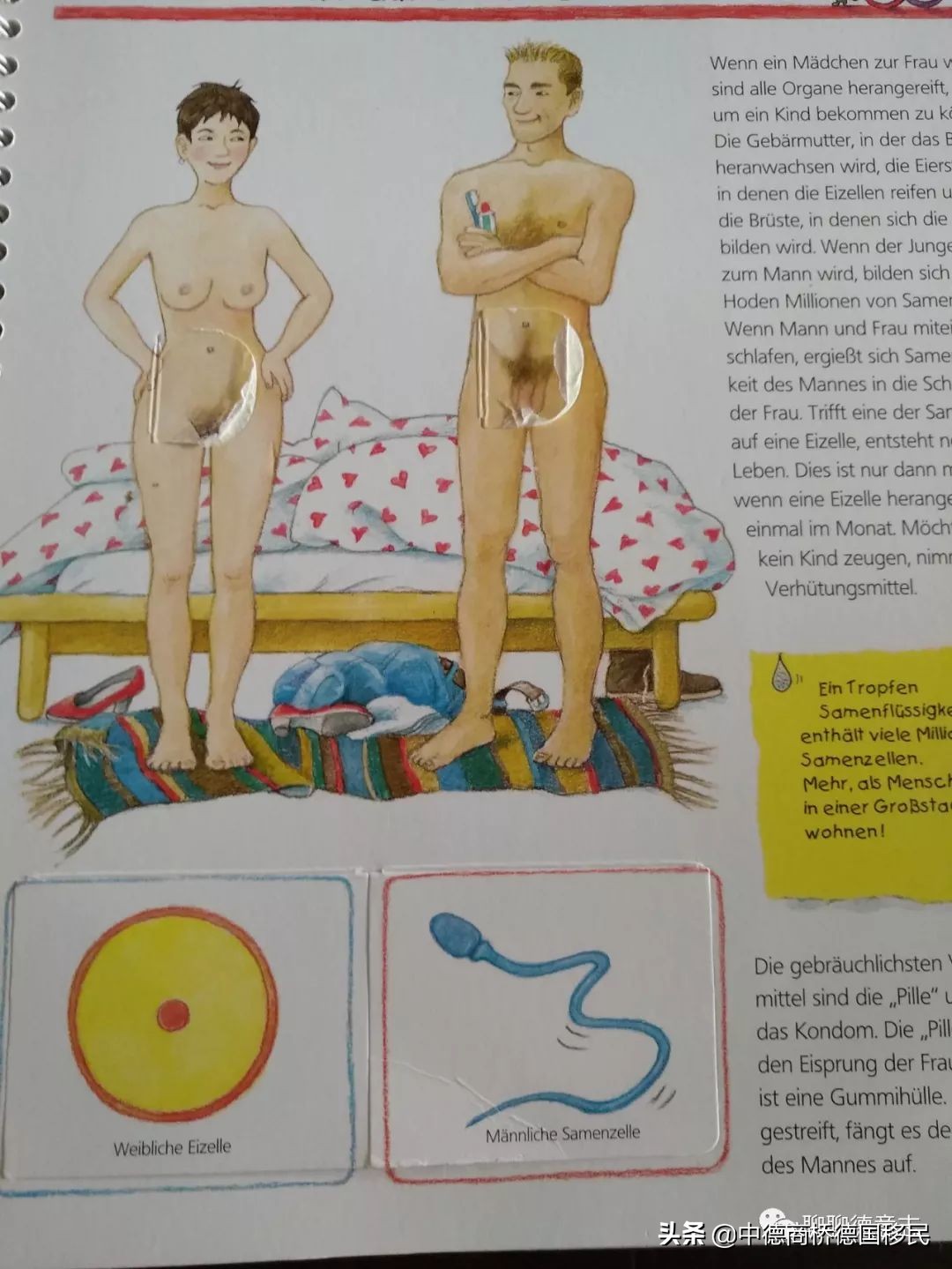 德国性教育绘本,德国儿童性教育