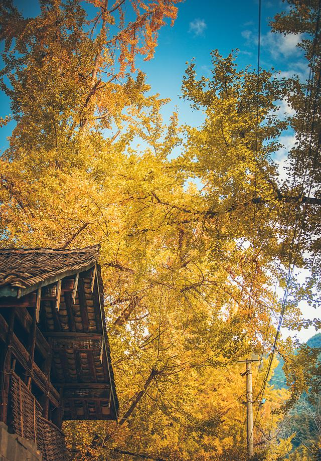 国家地理100个最美景观摄影点,全国银杏观赏地图