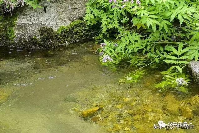 探秘汉中,汉中一村子窜入野生羚牛