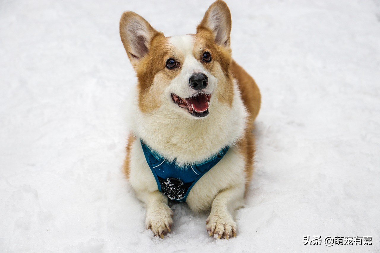 狗狗是否可以吃猪肉？分享犬旋毛虫病的七个知识点，早发现早治疗